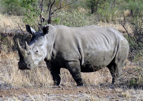 white rhinoceros naturerules wiki fandom