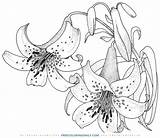 Coloring Lily Pages Lirios Flower Flores Blossom Printable Para Lilies Dibujo Dibujos Colorear Drawing Supercoloring Azucenas Lys Pintura Fleurs Pintar sketch template