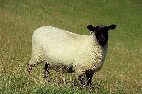 suffolk sheep  zealand photo