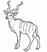Kudu Coloring Antelope Pages African Impala Pronghorn Woodland Color Printable Drawing Drawings Supercoloring Categories Results sketch template