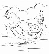 Hen Babies Mother Pages Rooster Chick Coloring Eggs Grass Cute Her sketch template