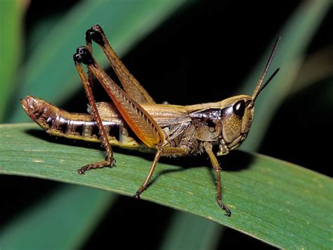 meaning  symbolism   word grasshopper