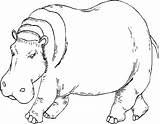 Hippo Coloring Pages Hippopotamus Line Printable Kids Drawing Hippos Color Cute Getdrawings Getcolorings Print Results Face sketch template