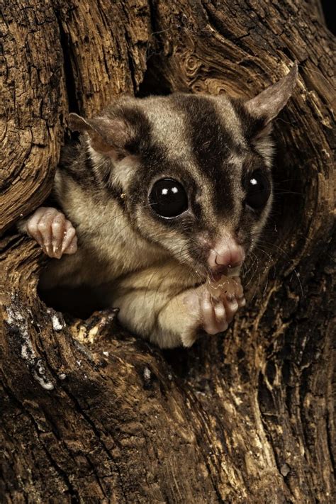 1000 Images About Sugar Gliders