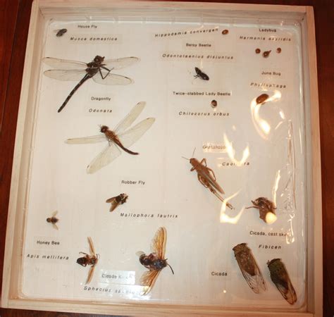 educated preschooler insect collection