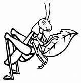 Grilo Iarba Gafanhoto Grasshopper Folha Colorat Desene Cal Cavalletta Planse Comendo Insecte Locust Tudodesenhos Pintarcolorir Cai Designlooter Educative Webstockreview sketch template