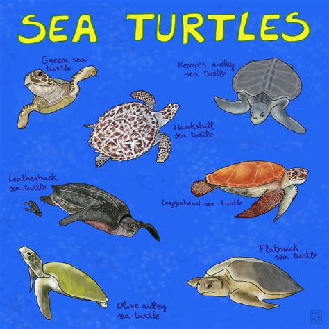 types  sea turtles