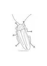 Lucciola Insekten Libro Animali Lanterna sketch template