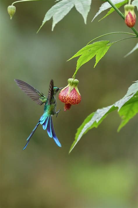 long tailed sylph hummingbird feeding  nectar  hibiscus relative