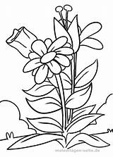 Blume Malvorlage Malvorlagen Ausmalbilder Blumen Pflanzen Erwachsene Ausmalen Kostenlose Kinder Muster sketch template