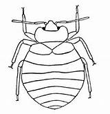 Bug Coloring Pages Printable Insects Bugs Clipart Backyard Insect Simple Cliparts Folkerth Mike Getcolorings Getdrawings Library Clipground Print Color sketch template