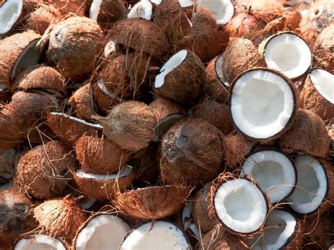 nigeria seeks  investment  coconut industry city business news