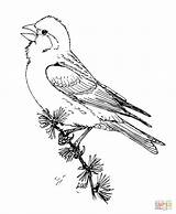 Finch Coloring Purple Pages Drawing Finches Printable Drawings Categories 46kb sketch template