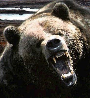 angry bear inspiration oksi pinterest bears