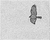 Marsh Harrier sketch template