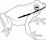 Frog Coloringpages101 Frogs sketch template
