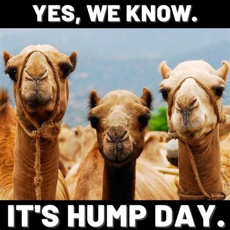 yes we know its hump day memes funny hump day memes hump day quotes