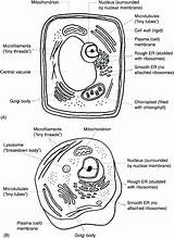 Organelles Biology Prokaryote sketch template