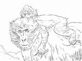 Baboon Pages Coloring Baby Realistic Printable Moms Mother Print Color Kids Coloringbay Drawing Skip Main sketch template