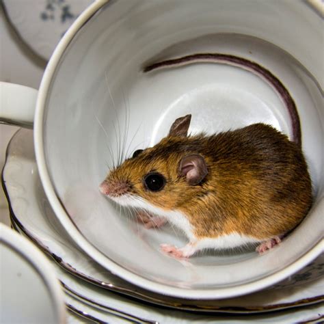 common field mouse   observed spontaneously evolving