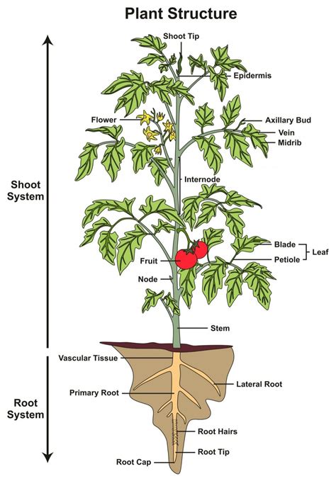 flower diagram  labeled parts start today