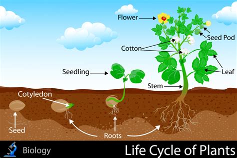 life cycle  plants kidspressmagazinecom