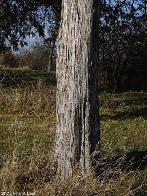 juniperus virginiana eastern red cedar minnesota