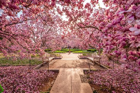 this is when to see the cherry blossoms in washington dc