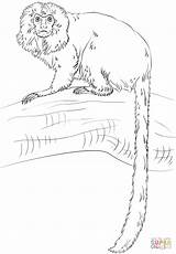 Tamarin Lion Golden Coloring Monkey Draw Pages Drawing Step Printable Marmoset Realistic sketch template
