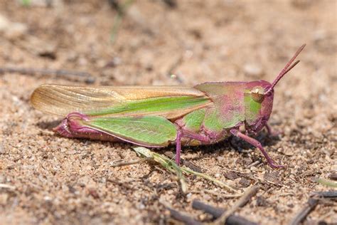 maryland biodiversity project northern green striped grasshopper chortophaga viridifasciata