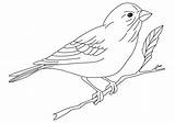 Coloring Pages Finch Yellow Printable Crayon Print Color Getcolorings Kids sketch template