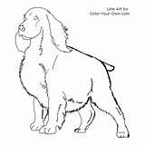 Spaniel Springer Coloring Cocker Pages Color Dog Printable Maddie Markings Copy Going Getcolorings Line Printables sketch template