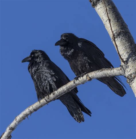 did you know that ravens are bigger than buzzards scottish wildlife