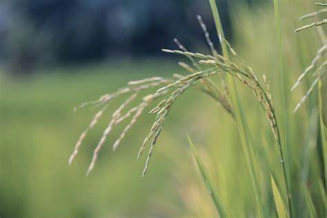 close  photo  wheat plant  stock photo