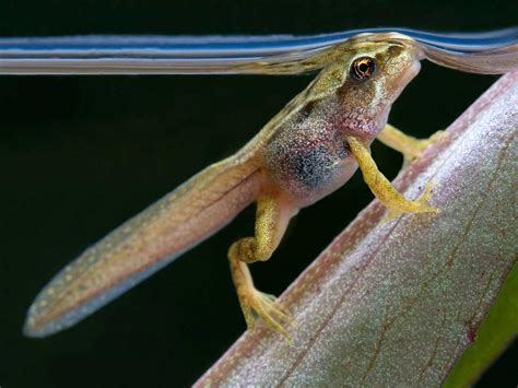 tadpole  frog development stages metamorphosis saga