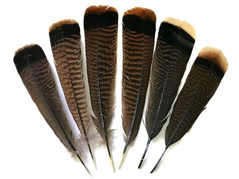 1 4 Lb Natural Black And Brown Wild Turkey Tail Feathers