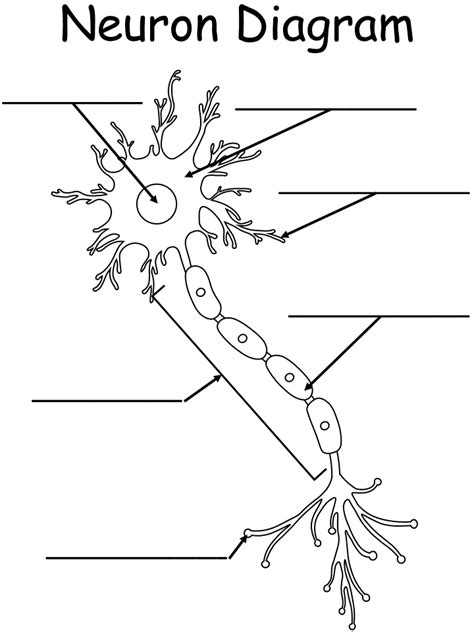 printable worksheet neuron diagram