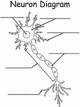 Neuron Cells sketch template