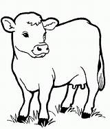 Coloring Animal Pages Kids Easy Animals Printable Popular Cow sketch template