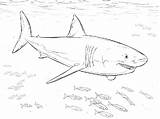 Shark Pages Color Outline Drawing Great Coloring Printable Supercoloring Via Paintingvalley sketch template