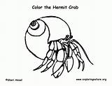 Coloring Hermit Crab Pages Color sketch template