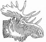 Elk Antlers Moosehead Breweries sketch template