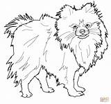 Pomeranian Coloring Pages Dog Color sketch template