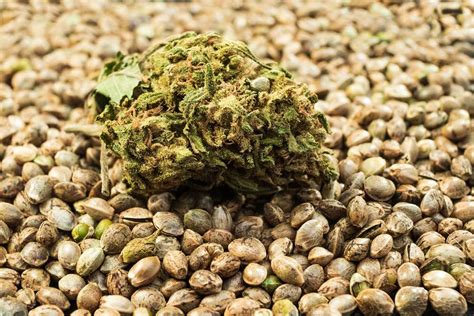 remove seeds  marijuana buds high cbd marijuana seeds