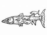 Fish Remora Barracuda Coloring Fishes Pages sketch template