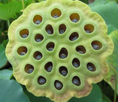 Trypophobia Definition Causes Tests And Cure