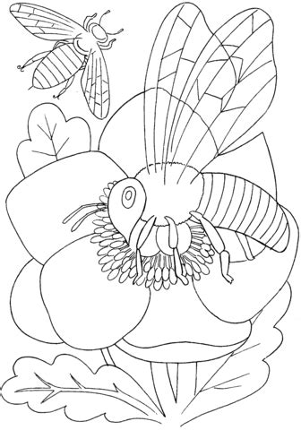 bee   flower coloring page  printable coloring pages