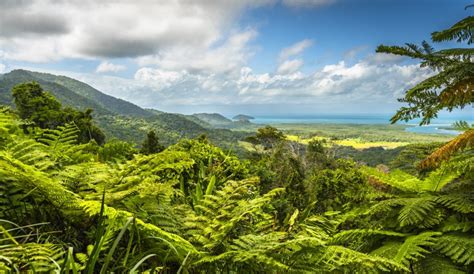 australia places  visit daintree rainforest tropical great barrier