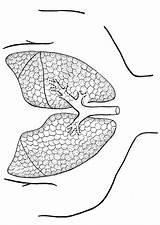 Malvorlage Lunge Polmoni Lungen Pulmones Lungs Ausmalbild Longen Kleurplaat sketch template