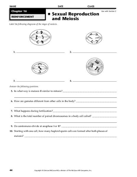 sexual reproduction and meiosis worksheet for 9th grade lesson planet